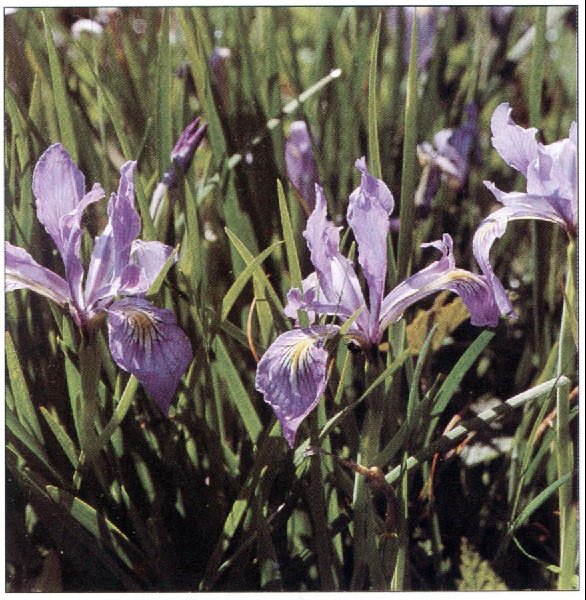 Iris tenax